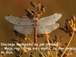 Dlaczego mężczyźni są jak ślimaki? - Mają rogi, ślinią się i myślą, że dom należy do nich. 