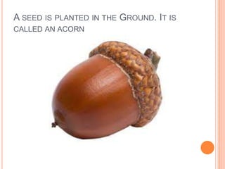 A SEED IS PLANTED IN THE GROUND. IT IS
CALLED AN ACORN
 