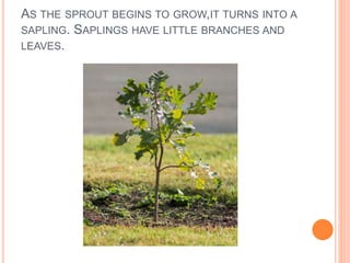 AS THE SPROUT BEGINS TO GROW,IT TURNS INTO A
SAPLING. SAPLINGS HAVE LITTLE BRANCHES AND
LEAVES.
 