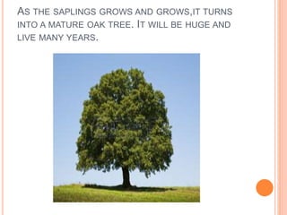 AS THE SAPLINGS GROWS AND GROWS,IT TURNS
INTO A MATURE OAK TREE. IT WILL BE HUGE AND
LIVE MANY YEARS.
 