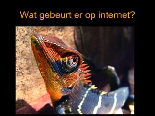 Wat gebeurt er op internet? 