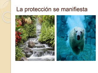 La protección se manifiesta
 