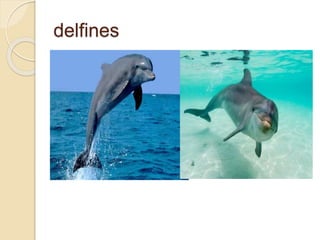 delfines
 