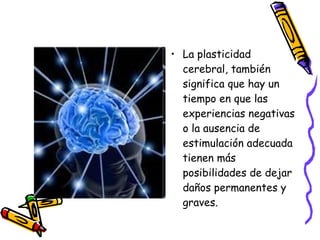 La plasticidad cerebral, también significa que hay un tiempo en que las experiencias negativas o la ausencia de estimulación adecuada tienen más posibilidades de dejar daños permanentes y graves. 