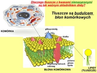 łܲ są  budulcem  błon komórkowych BŁONA KOMÓRKOWA LIPIDY (TŁUSZCZE)‏ KOMÓRKA Dlaczego tłuszcze z kwasami  nienasyconymi są tak ważnym składnikiem diety? 