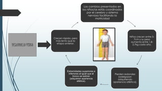 Los cambios presentados en
los niños/as estás coordinados
por el cerebro y sistema
nervioso facilitando la
motricidad
Niños crecen entre 5-
7cm y su peso
aumenta entre 1.8-
2.7kg cada año.
Pierden redondez
(adelgazan
adquiriendo
apariencia atlética).
Extremidades superiores e
inferiores al igual que el
tronco se estiran
(adquieren apariencia
atlética).
Crecen rápido, pero
más lento que la
etapa anterior.
DESARROLLO FÍSICO
 
