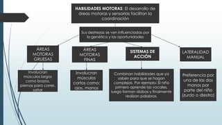 HABILIDADES MOTORAS: El desarrollo de
áreas motoras y sensorias facilitan la
coordinación
SISTEMAS DE
ACCIÓN
Combinan habilidades que ya
saben para que se hagan
complejas. Por ejemplo: El niño
primero aprende las vocales,
luego forman sílabas y finalmente
realizan palabras.
LATERALIDAD
MANUAL
Preferencia por
una de las dos
manos por
parte del niño
(zurdo o diestro)
ÁREAS
MOTORAS
GRUESAS
Involucran
músculos largos
como brazos,
piernas para correr,
saltar
ÁREAS
MOTORAS
FINAS
Sus destrezas se ven influenciadas por
la genética y las oportunidades
Involucran
músculos
cortos como:
ojos, manos
 