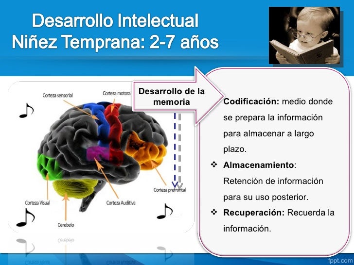 Niñez temprana desarrollo intelectual