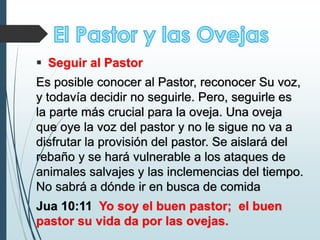  Seguir al Pastor
Es posible conocer al Pastor, reconocer Su voz,
y todavía decidir no seguirle. Pero, seguirle es
la parte más crucial para la oveja. Una oveja
que oye la voz del pastor y no le sigue no va a
disfrutar la provisión del pastor. Se aislará del
rebaño y se hará vulnerable a los ataques de
animales salvajes y las inclemencias del tiempo.
No sabrá a dónde ir en busca de comida
Jua 10:11 Yo soy el buen pastor; el buen
pastor su vida da por las ovejas.
 