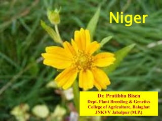 Niger
Dr. Pratibha Bisen
Dept. Plant Breeding & Genetics
College of Agriculture, Balaghat
JNKVV Jabalpur (M.P.)
 