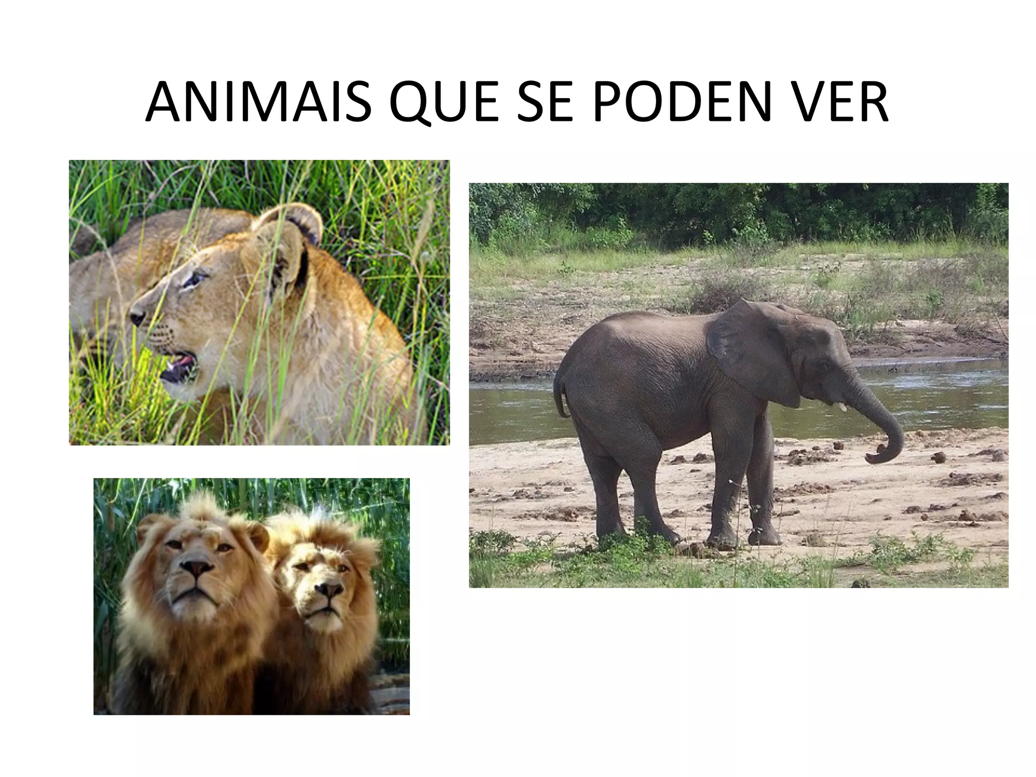 ANIMAIS QUE SE PODEN VER