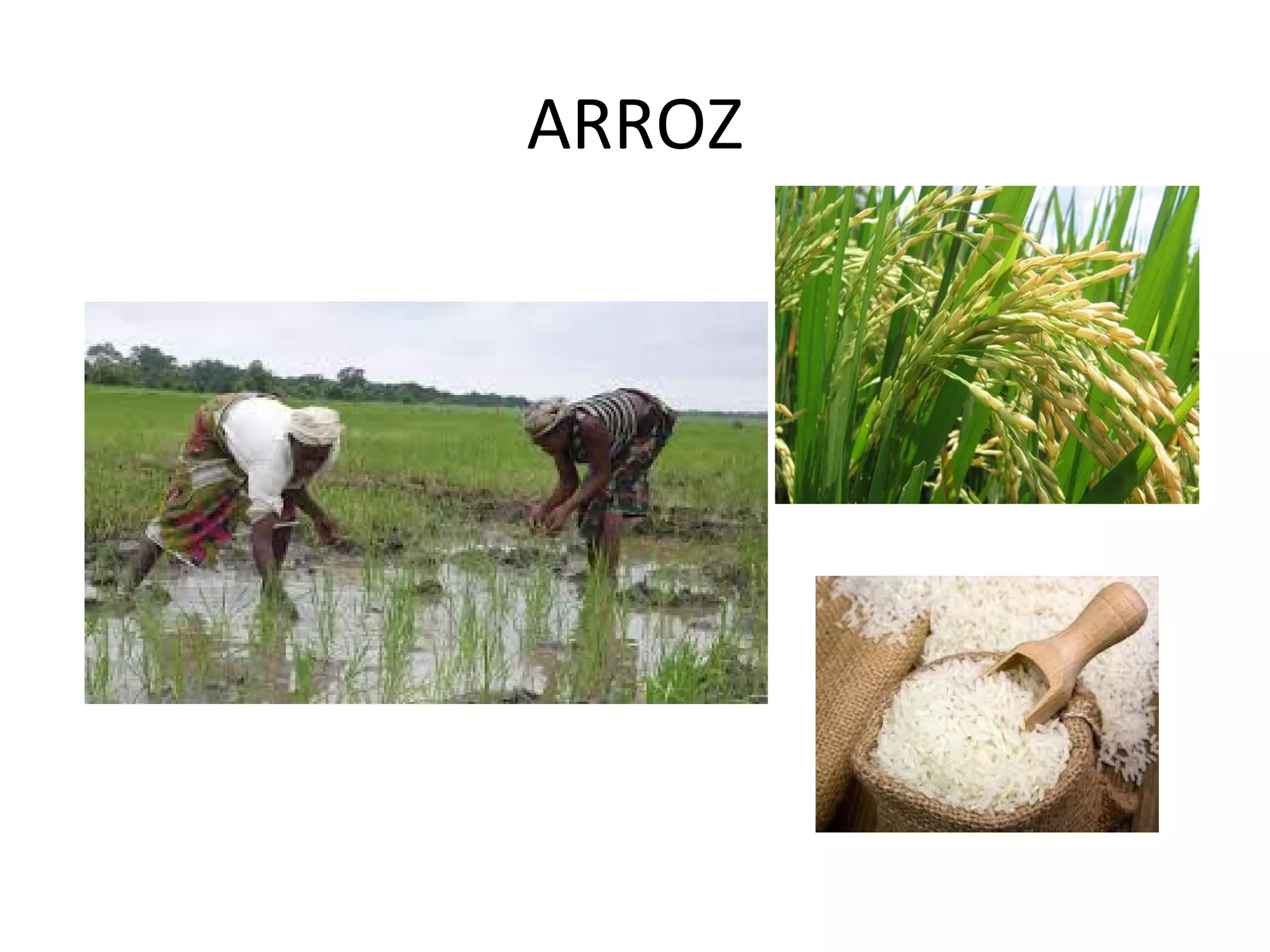 ARROZ