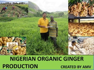 NIGERIAN ORGANIC GINGER
PRODUCTION CREATED BY AMV
 