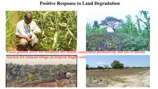 Positive Response to Land Degradation
Good ground cover for enhanced soil health, sustainable productivity and use of animal
traction for reduced tillage on tropical fragile soils
 