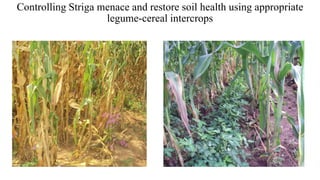 Controlling Striga menace and restore soil health using appropriate
legume-cereal intercrops
 