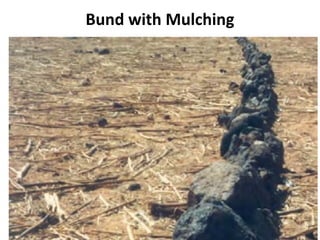 Bund with Mulching
 