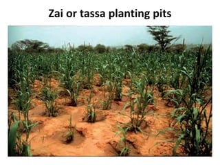 Zai or tassa planting pits
 