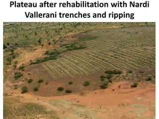 Plateau after rehabilitation with Nardi
Vallerani trenches and ripping
 