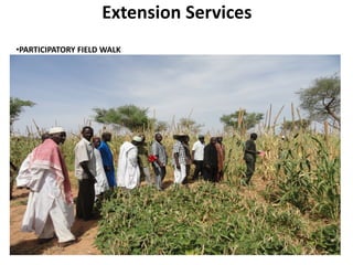 Extension Services
•PARTICIPATORY FIELD WALK
 
