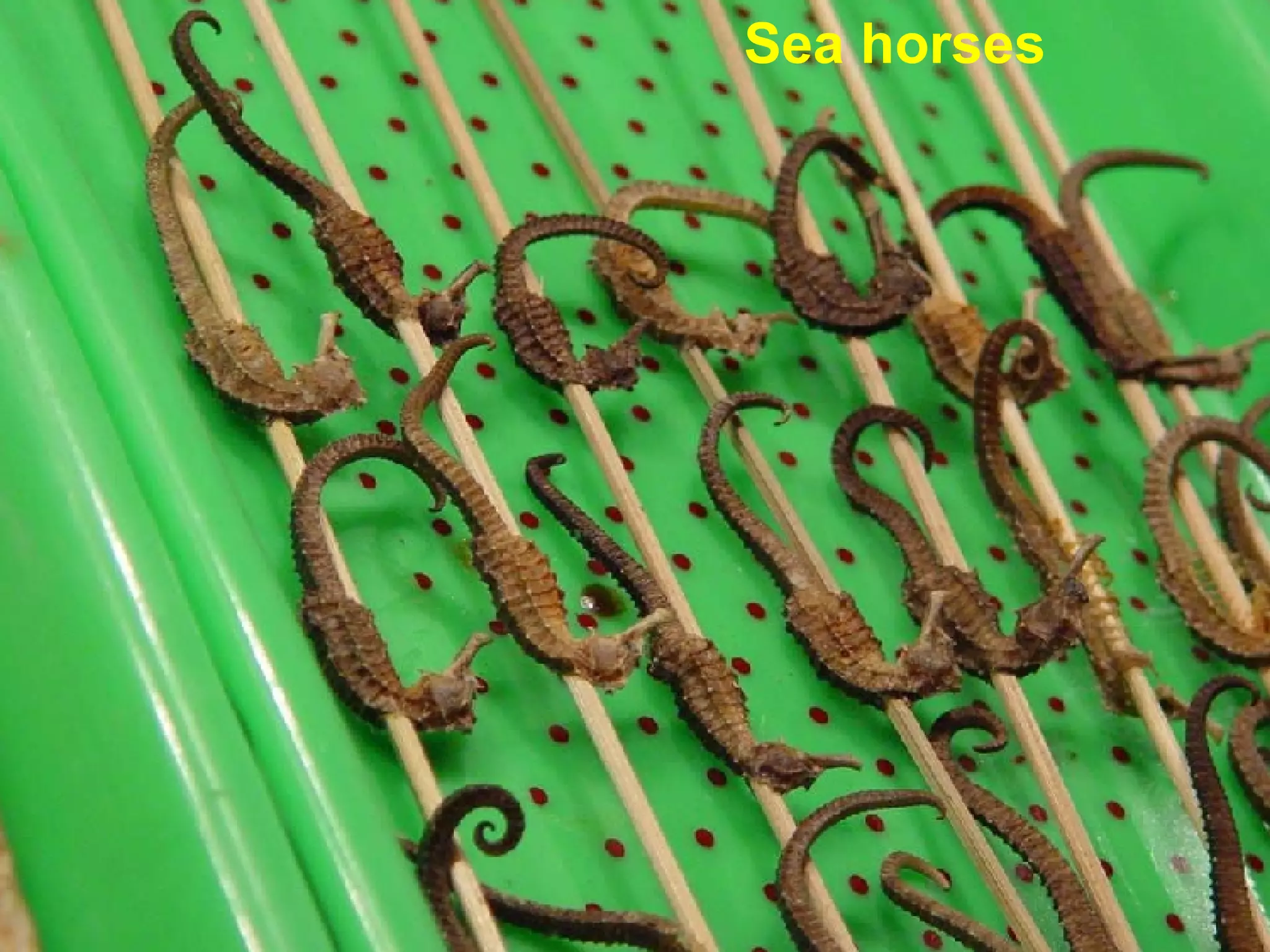 Sea horses 