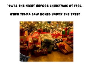 ‘Twas the night before Christmas at FFRC.
When Zelda saw boxes under the tree!

 