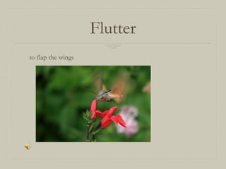Flutter
to flap the wings

 