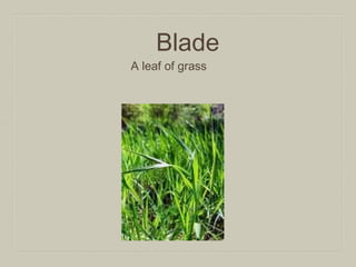Blade

A leaf of grass

 
