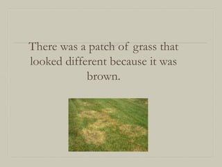 There was a patch of grass that
looked different because it was
brown.

 