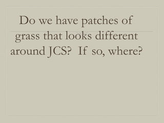 Do we have patches of
grass that looks different
around JCS? If so, where?

 