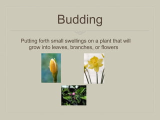 Budding
Putting forth small swellings on a plant that will
grow into leaves, branches, or flowers

 