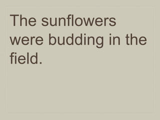 The sunflowers
were budding in the
field.

 