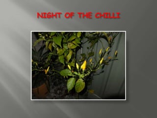 NIGHT OF THE CHILLI 