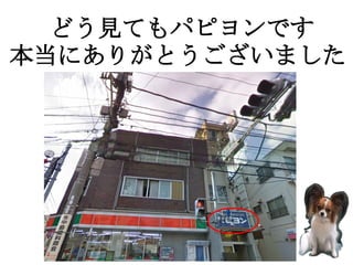 　どう見てもパピヨンです
本当にありがとうございました
 