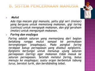       Mulut
      Ada tiga macam gigi manusia, yaitu gigi seri (insisor)
      yang berguna untuk memotong makanan, gigi taring
      (caninus) untuk mengoyak makanan, dan gigi geraham
      (molar) untuk mengunyah makanan.
     Faring dan esofagus
    Faring adalah saluran yang memanjang dari bagian
    belakang rongga mulut sampai ke permukaan
    kerongkongan (esophagus). Pada pangkal faring
    terdapat katup pernapasan yang disebut epiglottis.
    Epiglotis berfungsi untuk menutup ujung saluran
    pernapasan (laring) agar makanan tidak masuk ke
    saluran pernapasan. Setelah melalui faring, bolus
    menuju ke esophagus; suatu organ berbentuk tabung
    lurus, berotot lurik, dan berdidnding tebal.
 