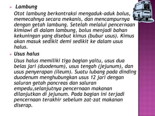     Lambung
    Otot lambung berkontraksi mengaduk-aduk bolus,
    memecahnya secara mekanis, dan mencampurnya
    dengan getah lambung. Setelah melalui pencernaan
    kimiawi di dalam lambung, bolus menjadi bahan
    kekuningan yang disebut kimus (bubur usus). Kimus
    akan masuk sedikit demi sedikit ke dalam usus
    halus.
   Usus halus
    Usus halus memiliki tiga bagian yaitu, usus dua
    belas jari (duodenum), usus tengah (jejunum), dan
    usus penyerapan (ileum). Suatu lubang pada dinding
    duodenum menghubungkan usus 12 jari dengan
    saluran getah pancreas dan saluran
    empedu,selanjutnya pencernaan makanan
    dilanjutkan di jejunum. Pada bagian ini terjadi
    pencernaan terakhir sebelum zat-zat makanan
    diserap.
 