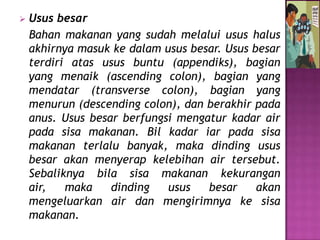    Usus besar
    Bahan makanan yang sudah melalui usus halus
    akhirnya masuk ke dalam usus besar. Usus besar
    terdiri atas usus buntu (appendiks), bagian
    yang menaik (ascending colon), bagian yang
    mendatar (transverse colon), bagian yang
    menurun (descending colon), dan berakhir pada
    anus. Usus besar berfungsi mengatur kadar air
    pada sisa makanan. Bil kadar iar pada sisa
    makanan terlalu banyak, maka dinding usus
    besar akan menyerap kelebihan air tersebut.
    Sebaliknya bila sisa makanan kekurangan
    air,   maka    dinding   usus   besar     akan
    mengeluarkan air dan mengirimnya ke sisa
    makanan.
 