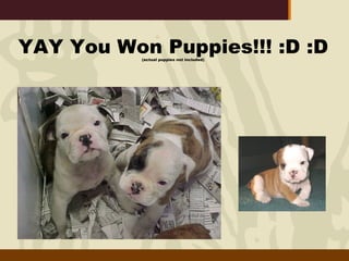 YAY You Won Puppies!!! :D :D (actual puppies not included) 