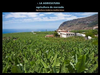 1. LA AGRICULTURA
Agricultura moderna mediterránea
agricultura de mercado
 