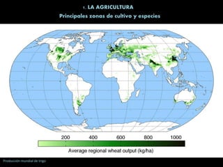 1. LA AGRICULTURA
Principales zonas de cultivo y especies
Producción mundial de trigo
 