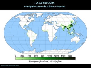 1. LA AGRICULTURA
Principales zonas de cultivo y especies
Producción mundial de arroz
 