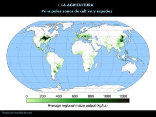 1. LA AGRICULTURA
Principales zonas de cultivo y especies
Producción mundial de maíz
 