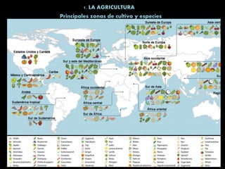 1. LA AGRICULTURA
Principales zonas de cultivo y especies
 