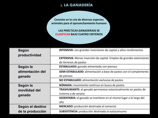 2. LA GANADERÍA
Según
productividad
INTENSIVA: con grandes inversiones de capital y altos rendimientos
EXTENSIVA: Menor inversión de capital. Empleo de grandes extensiones
de terrenos de pastos
Según la
alimentación del
ganado
ESTABULADO: ganado alimentado con piensos
SEMI ESTABULADO: alimentación a base de pastos con el complemento
de piensos
NO ESTABULADO: alimentación exclusiva de pastos
Según la
movilidad del
ganado
NÓMADA: movimiento continuo en busca de pastos
TRASHUMANTE: el ganado permanece estacionalmente en pastos de
invierno y de verano
SEDENTARIA: el ganado se mantiene en el mismo lugar a lo largo del
año
Según el destino
de la producción
MERCADO: producción destinada al comercio
SUBSISTENCIA: producción destinada al autoconsumo
Consiste en la cría de diversas especies
animales para el aprovechamiento humano
LAS PRÁCTICAS GANADERASS SE
CLASIFICAN BAJO CUATRO CRITERIOS
 