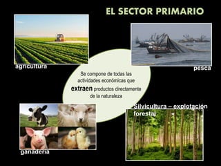 EL SECTOR PRIMARIO
Se compone de todas las
actividades económicas que
extraen productos directamente
de la naturaleza
agricultura
ganadería
pesca
Silvicultura – explotación
forestal
 