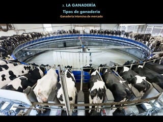 2. LA GANADERÍA
Tipos de ganadería
Ganadería intensiva de mercado
 