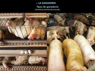 2. LA GANADERÍA
Tipos de ganadería
Ganadería intensiva de mercado
 
