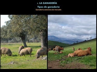 2. LA GANADERÍA
Tipos de ganadería
Ganadería extensiva de mercado
 