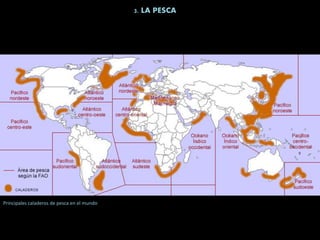 3. LA PESCA
Principales caladeros de pesca en el mundo
 