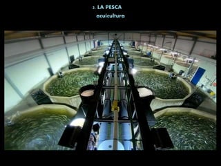 3. LA PESCA
acuicultura
 
