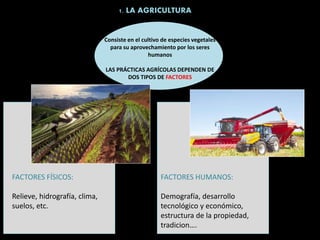 1. LA AGRICULTURA
Consiste en el cultivo de especies vegetales
para su aprovechamiento por los seres
humanos
LAS PRÁCTICAS AGRÍCOLAS DEPENDEN DE
DOS TIPOS DE FACTORES
FACTORES FÍSICOS:
Relieve, hidrografía, clima,
suelos, etc.
FACTORES HUMANOS:
Demografía, desarrollo
tecnológico y económico,
estructura de la propiedad,
tradicion….
 